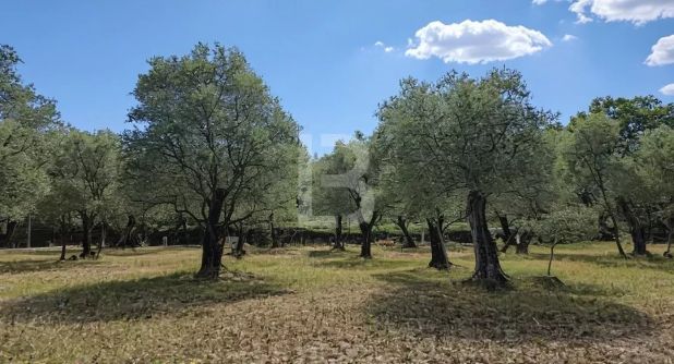 Opio Land 0 Rooms, 2773 m²